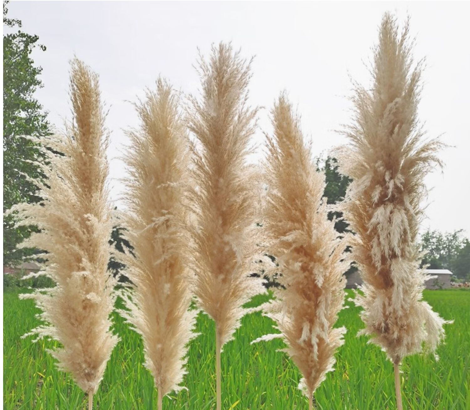 碧琢天然芦苇干花花束超大蓬松北欧风格落地装饰婚礼现场布置大穗蒲苇