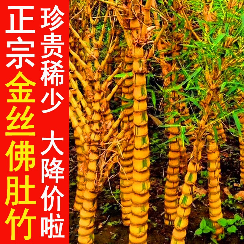 正宗竹子佛肚竹盆栽黄金竹罗汉竹苗室内外葫芦竹盆景观赏绿植金丝苗 1