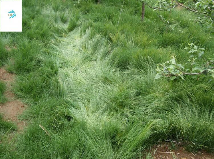 鼠茅草种果园绿肥鼠茅草草种鼠茅草种子鼠毛草种籽鼠毛草籽进口鼠茅草