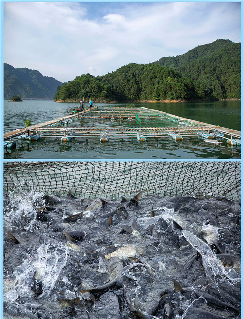 大道公正宗千島湖魚頭胖頭魚新鮮活魚鱅魚活體鮮活大頭花鰱胖頭包頭魚