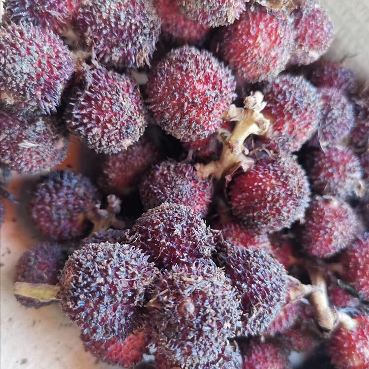 1500克3斤新鲜春砂仁鲜果生砂仁沙仁阳春特产泡蜂蜜泡酒