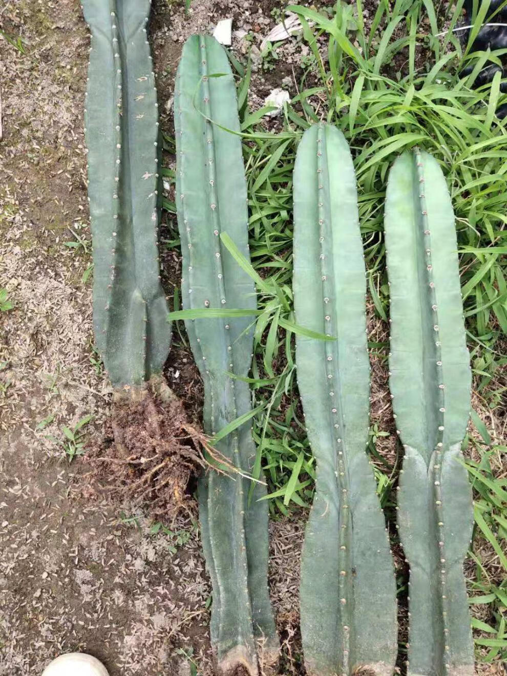 园艺巴西铁柱量天尺仙人柱盆栽盆景北欧风量天尺组合高矮搭配1006035