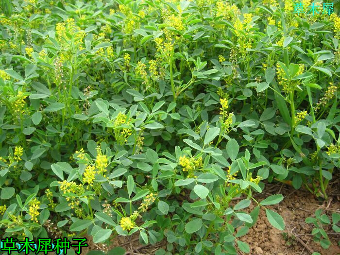 一名花匠草木樨种子进口黄花犀籽绿肥牧草坪蜜源植物耐热寒营养高