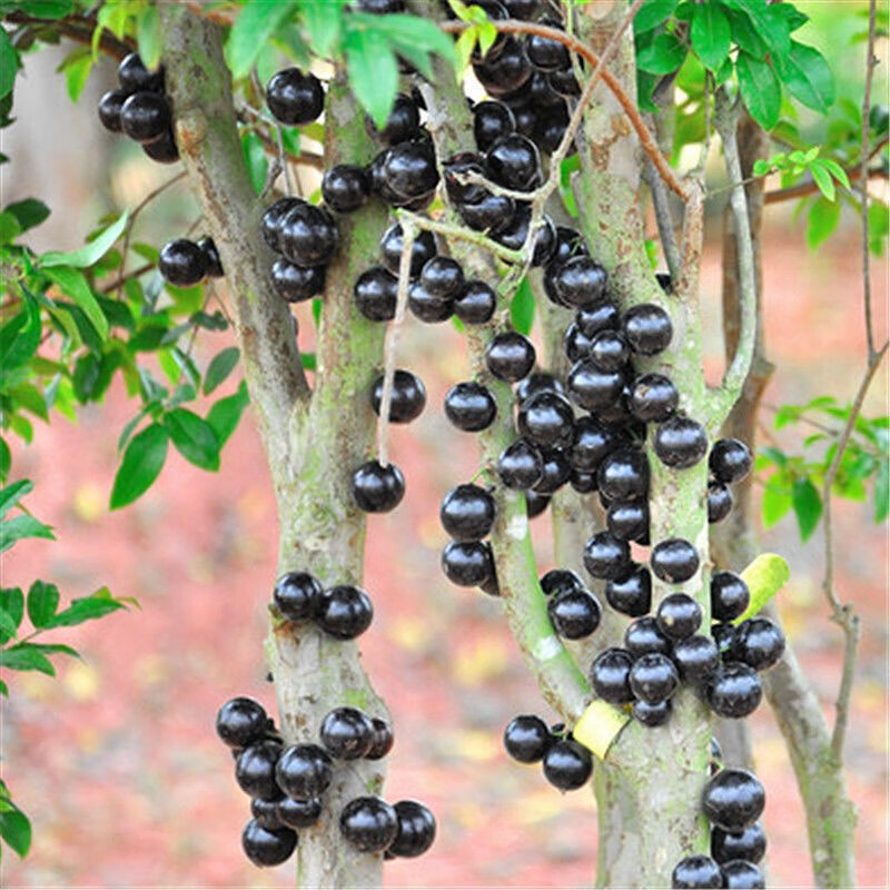 台湾沙巴嘉宝果苗四季果树葡萄苗名贵苗木庭院盆栽地栽嘉宝果树苗南北