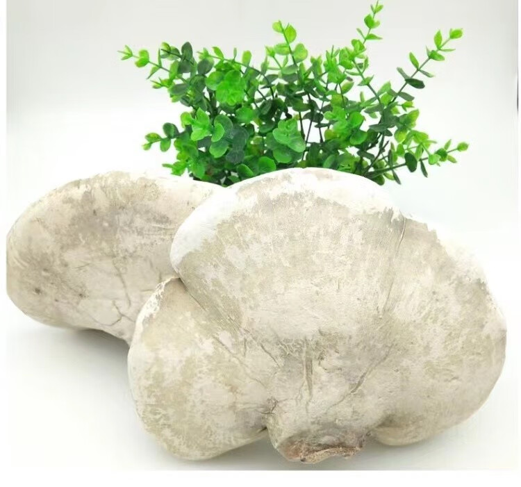 煜树白灵芝林下白林芝长白山灵芝白林芝玉芝可切片白灵芝1000g