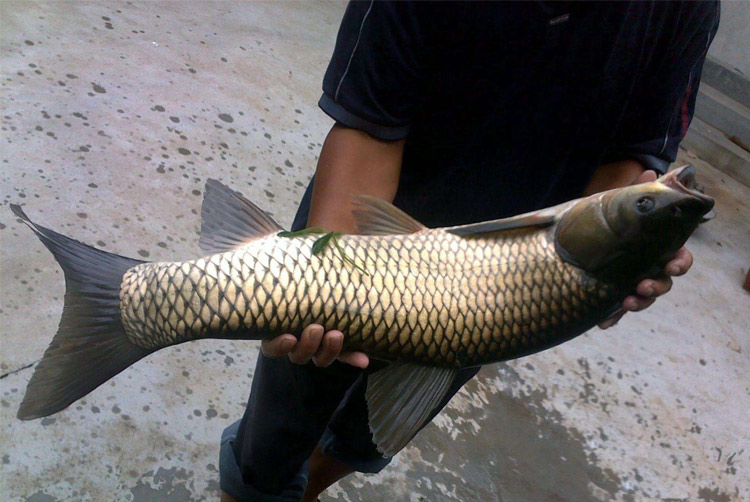 秋颖 淡水活体大鲩鱼塘养殖鱼缸观赏鱼乌龟饲料四大家鱼草鱼苗 草鱼