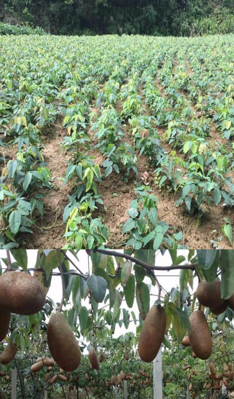 八月瓜苗八月炸树苗 野香蕉猫儿屎香蜜瓜三叶木通 八月瓜树苗 5年苗
