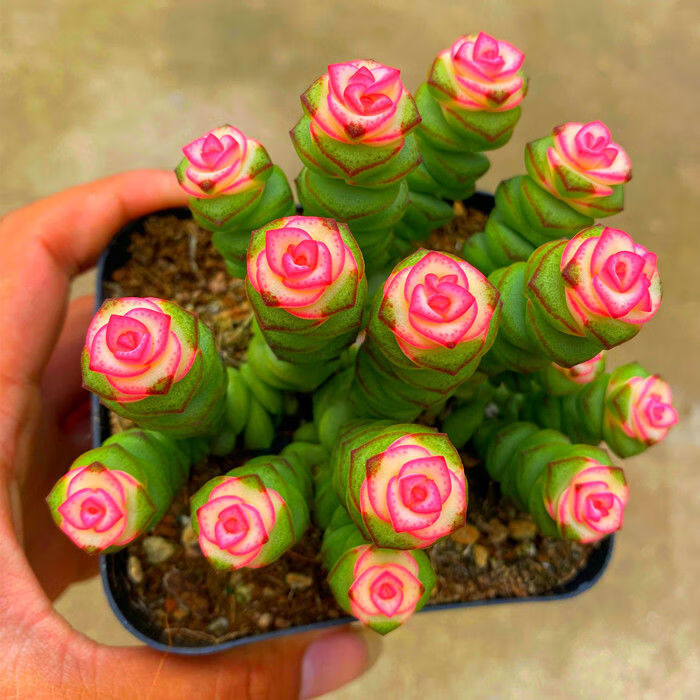 彩色红心钱串多肉植物新手萌肉肉组合盆栽阳台庭院花卉大颗老桩彩色钱