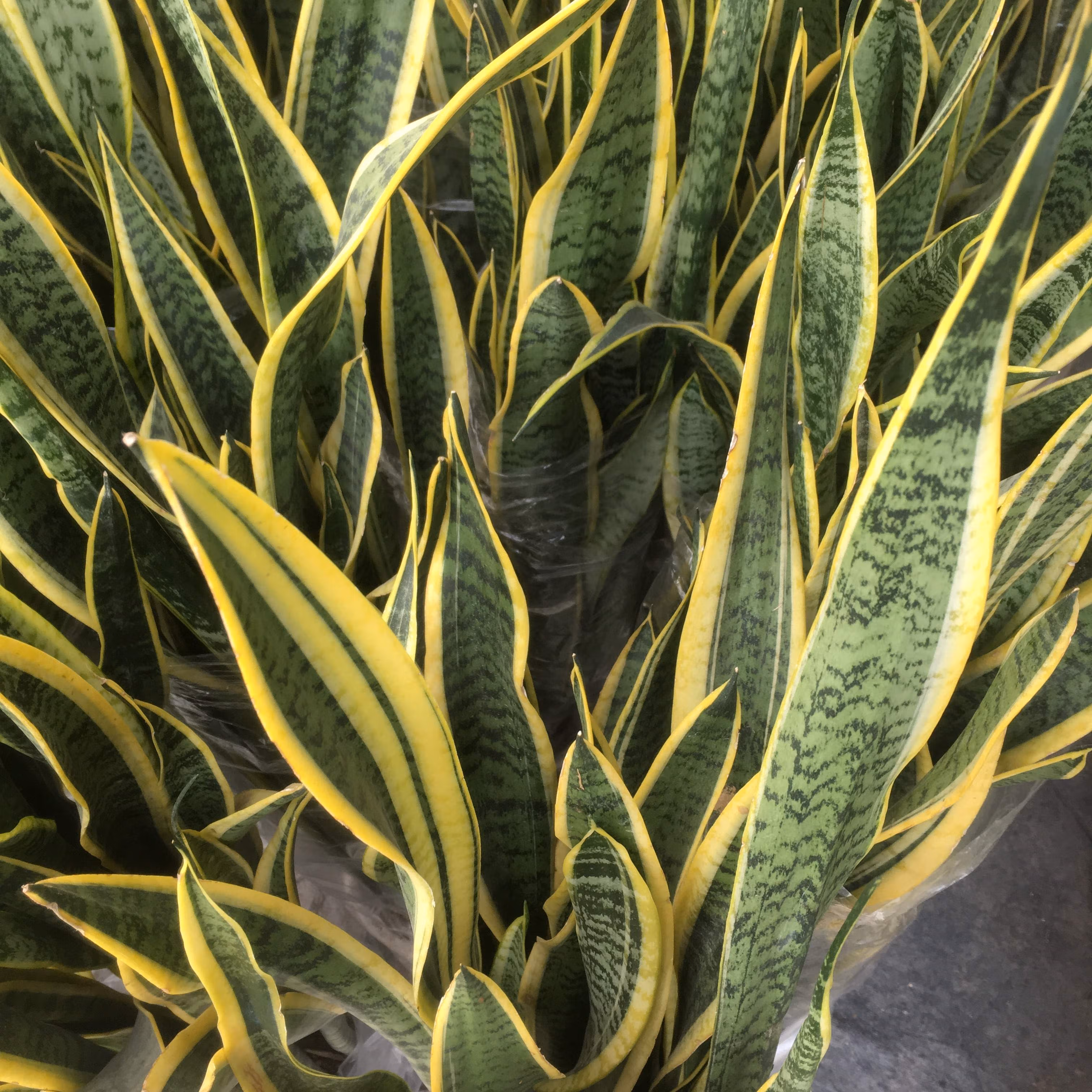 大型虎皮兰金边虎尾兰植物室内吸甲醛净化空气客厅绿植盆栽花卉 大