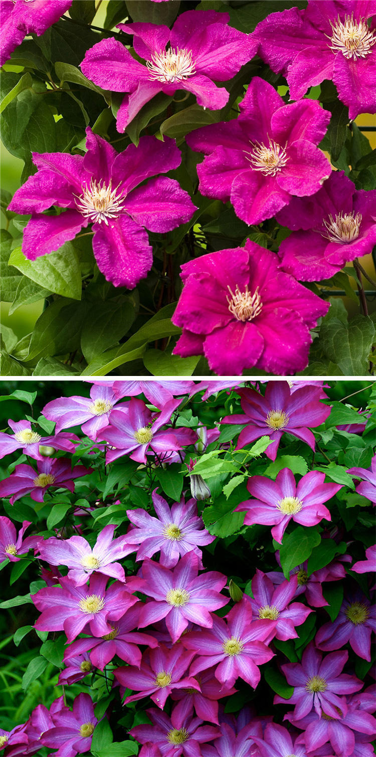 伍斯特美女成品铁线莲花苗盆栽爬藤植物大花四季开抗病好养活阳台1年