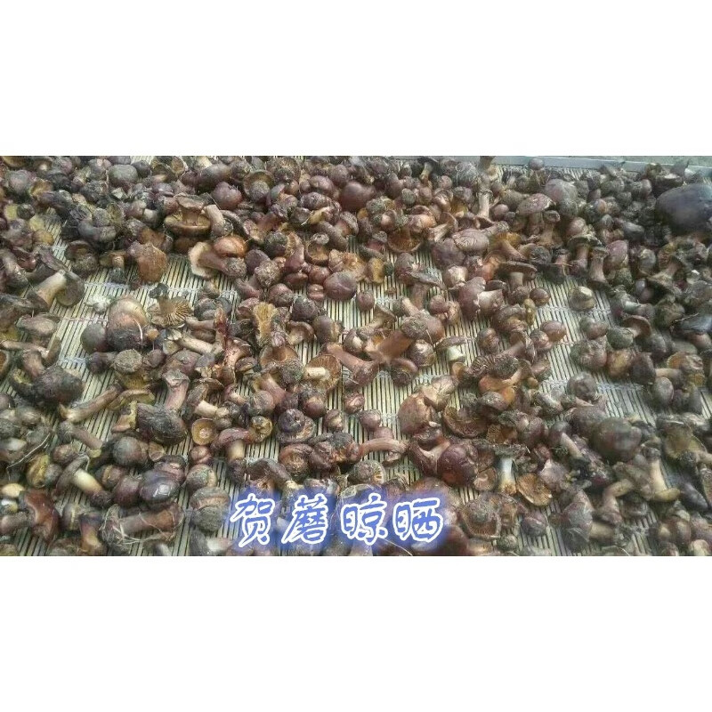 250g内蒙古阿拉善贺兰山紫蘑菇蘑菇贺蘑