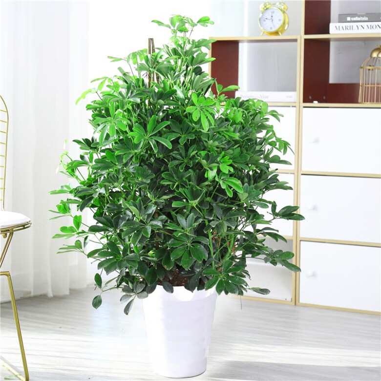 鸭脚木鸭掌木盆栽植物花卉室内大型客厅八方来财吸甲醛净化空气鸭脚木