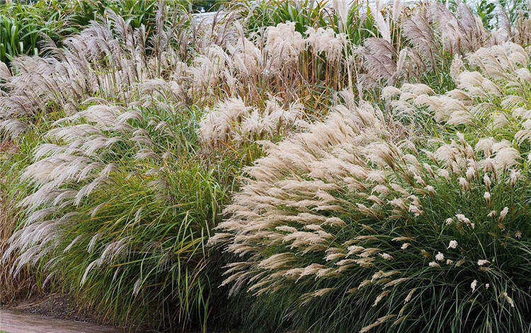 细叶芒种子 草京芒草京羽茅细叶笀花叶芒草草本植物庭院园林植物 芒草