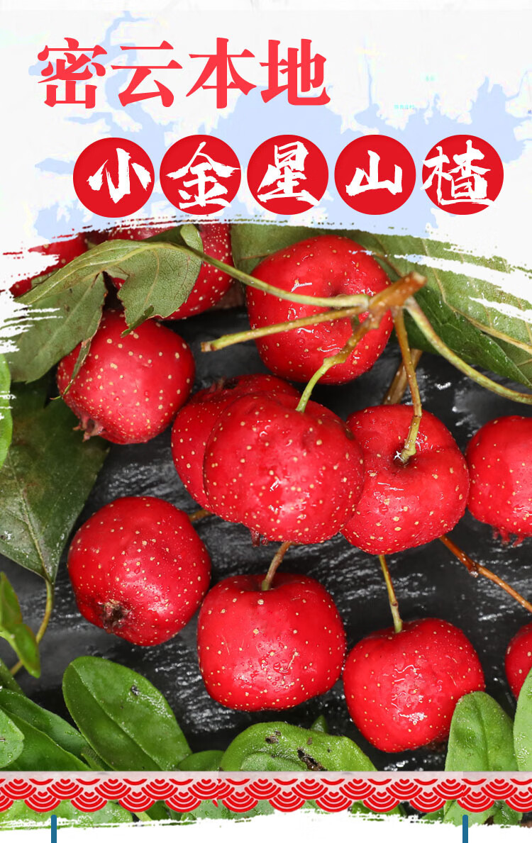 【软糯酸甜 现摘发货】密云本地种植 新鲜水果小金星山楂果7斤装 铁