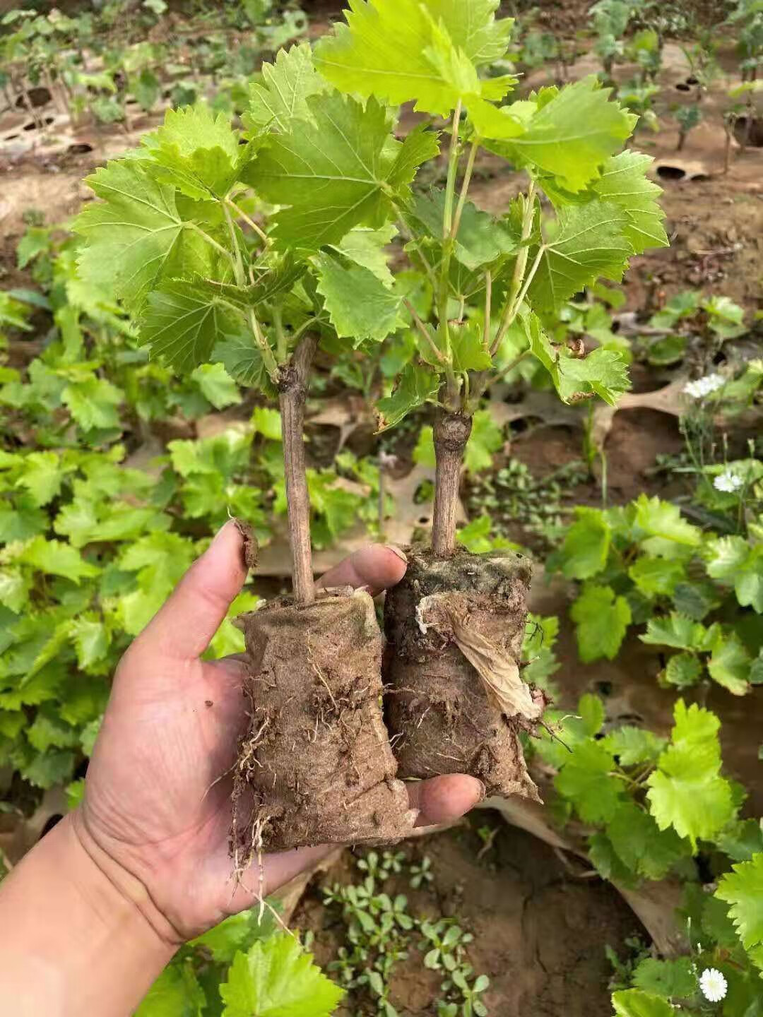 葡萄苗盆栽果苗家庭巨峰果树苗葡萄盆栽带杯带土发货带叶南方北方种植