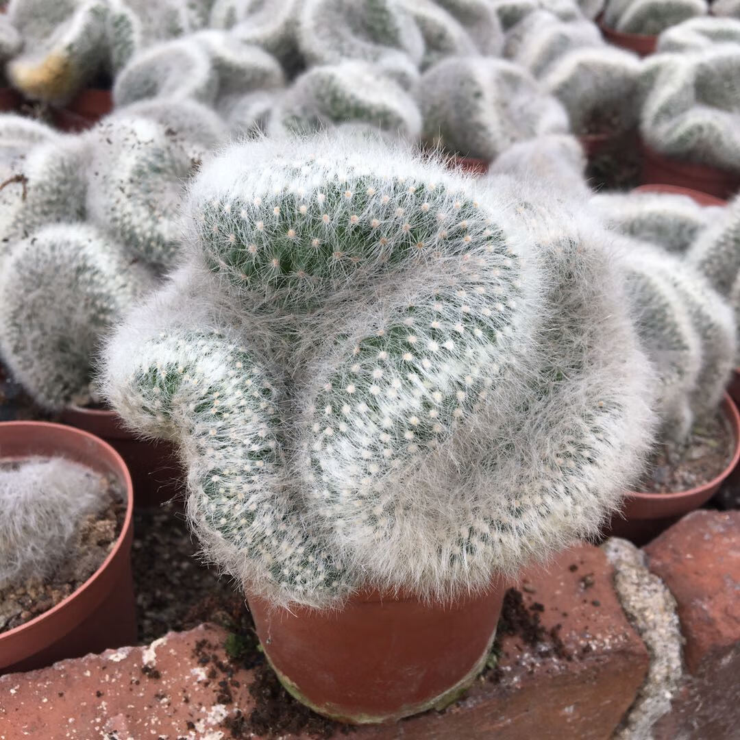 园艺稀有仙人掌白星仙人球芳香丸缀化老乐柱白毛不扎手多肉 老乐柱