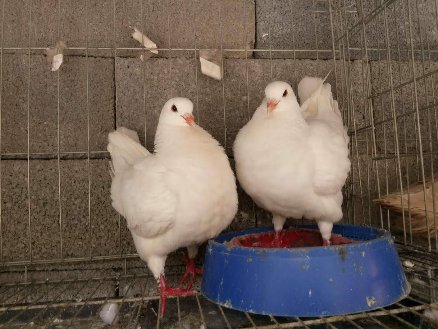 活体元宝鸽子一对观赏鸽青年鸽公斤肉鸽元宝种鸽成年二斤左右 红二线