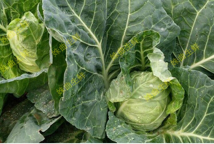 春光岛牛心莲花白 新鲜包菜 卷心菜 甘蓝菜 5斤【图片 价格 品牌 报价