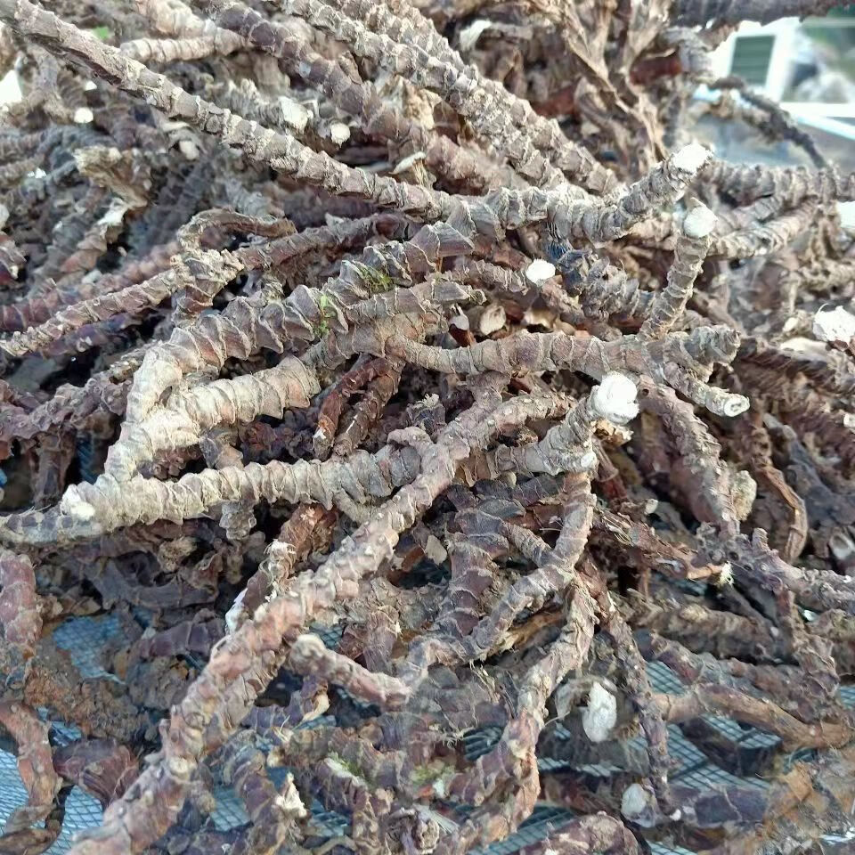 原料野生深山石菖蒲石菖卜中药材山菖蒲石昌蒲个片九节菖蒲药菖蒲干品