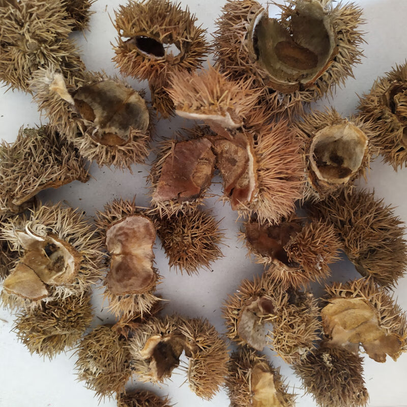 广西中药材栗毛球 栗毛壳 栗刺壳 风栗壳板栗壳斗500g 【精选】板栗壳