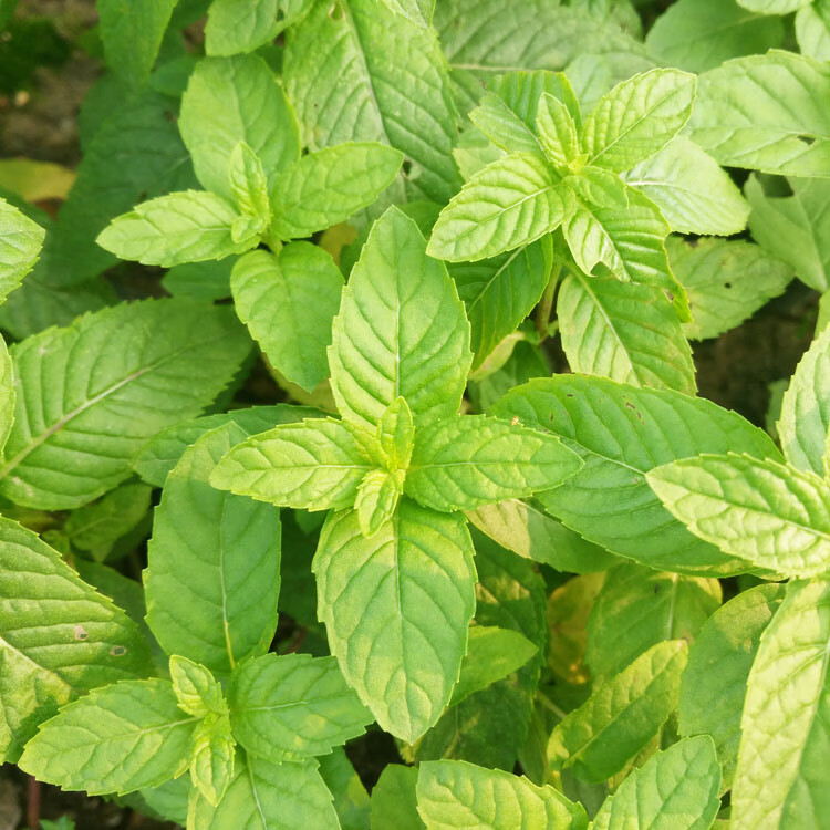薄荷盆栽苗 可食用薄荷叶 室内驱蚊植物 可食用香草盆栽苗 英国薄荷