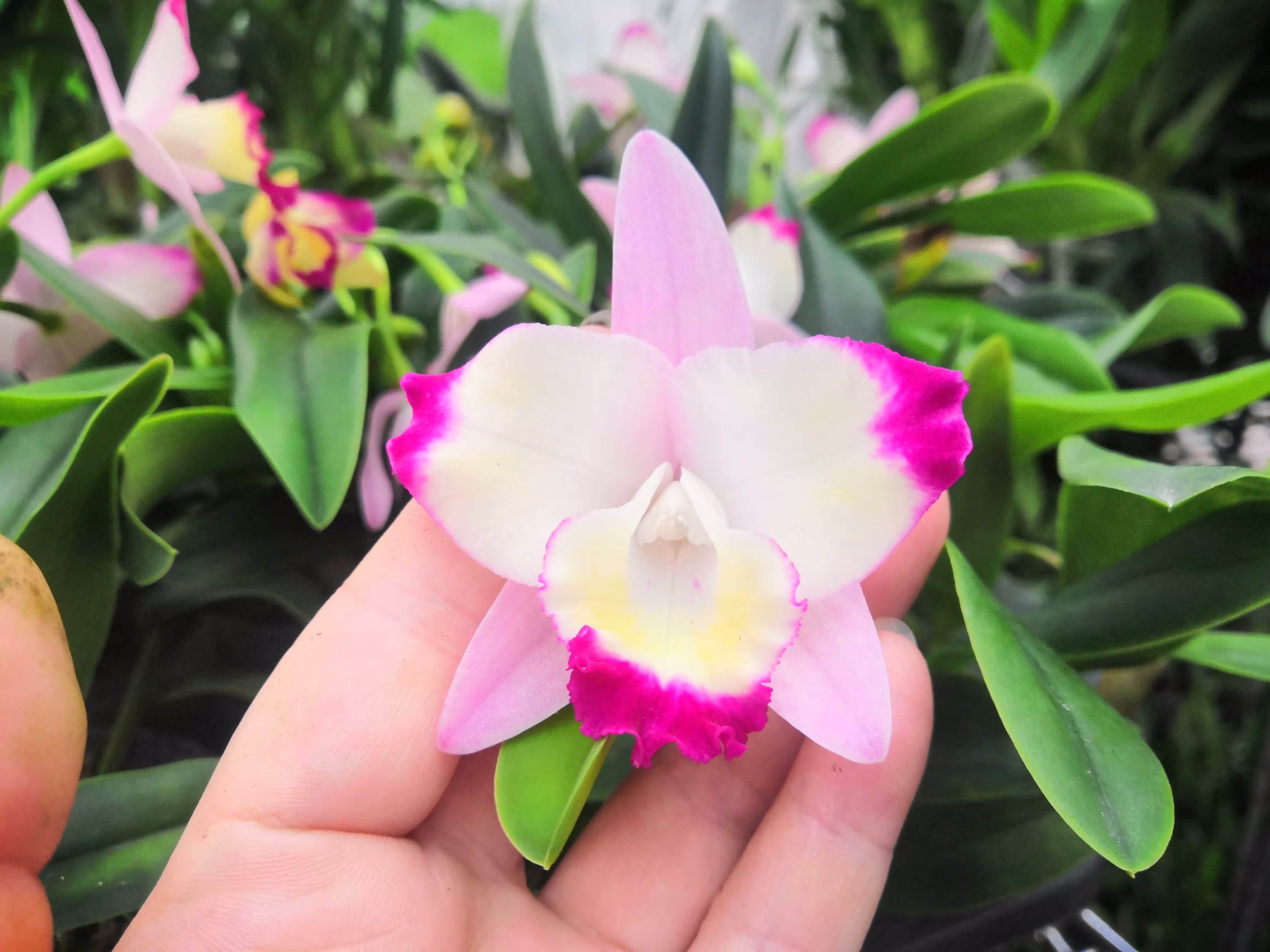 浓香型兰花卡特兰,嘉德利亚兰,红心皇后,淡香,带花苞 大部分地区88元