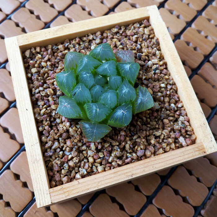 多肉植物盆栽玉露特价冰灯玉露清仓室内盆栽多肉植物琥珀玉露 姬玉露