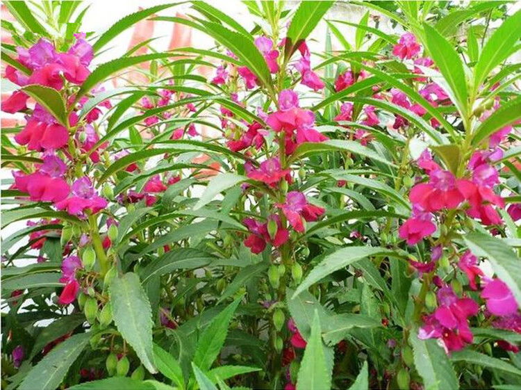 屬鳳仙花科一年生草本花卉,在民間廣泛栽培.