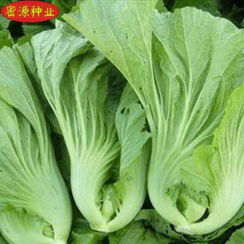 大坪埔大肉包心芥菜種子潮州大菜籽老品種易種植農家田園蔬菜種孑 大