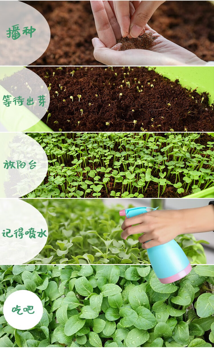 阳台园艺种菜种子秋冬季四季阳台非转基因蔬菜种子套餐易种小白菜香菜
