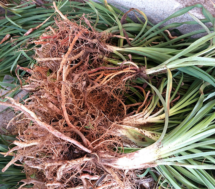 德骊嘉黄花菜种苗食用野生根猛子花金针菜苗根阳台蔬菜苗种植 食用15