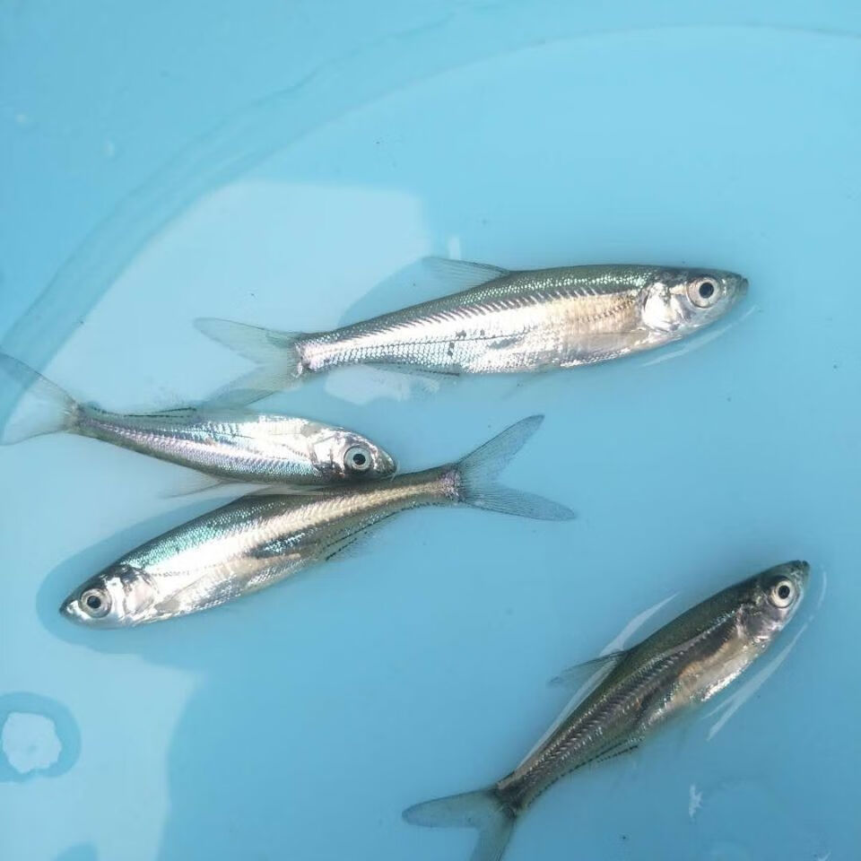 翘嘴鱼苗 大桥路亚野钓放生鱼苗活体 大白叼翘嘴四大家鱼 翘嘴4-6厘米