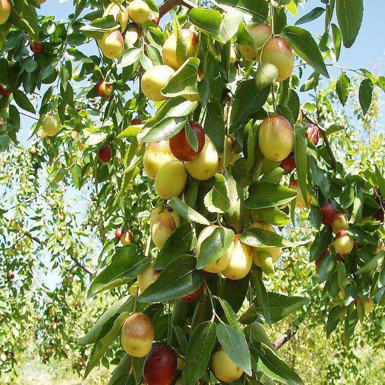 一名花匠一名花匠枣树苗南方北方种植嫁接苗枣子树牛奶枣超甜庭院盆栽
