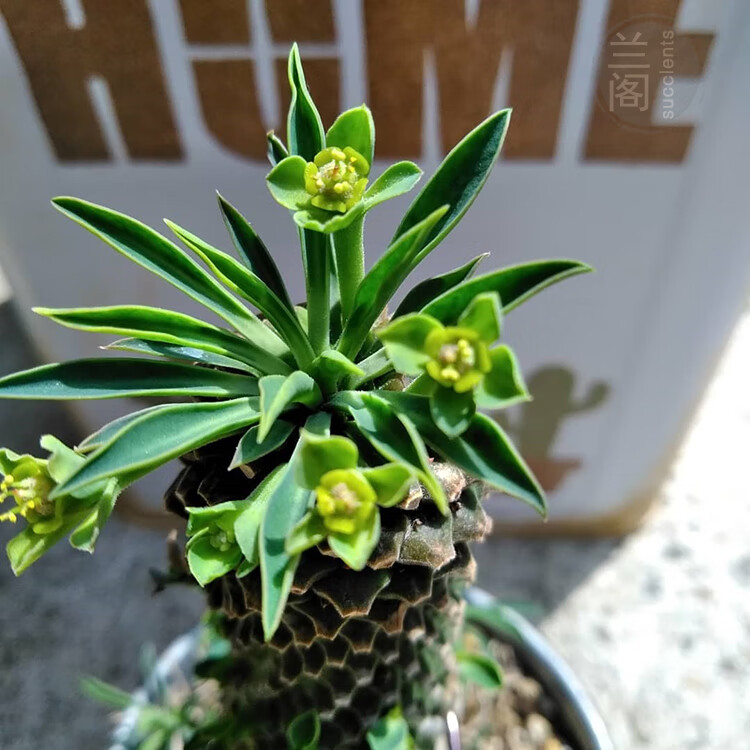 园艺铁甲麒麟大戟科稀有块根群生菠萝头老桩多肉紫罗兰65号峨眉山裸根