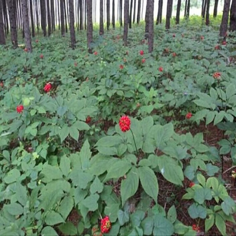 帶芽人參苗 西洋參種子 長白山人參種子藥材種子 陽臺庭院盆栽 長白山