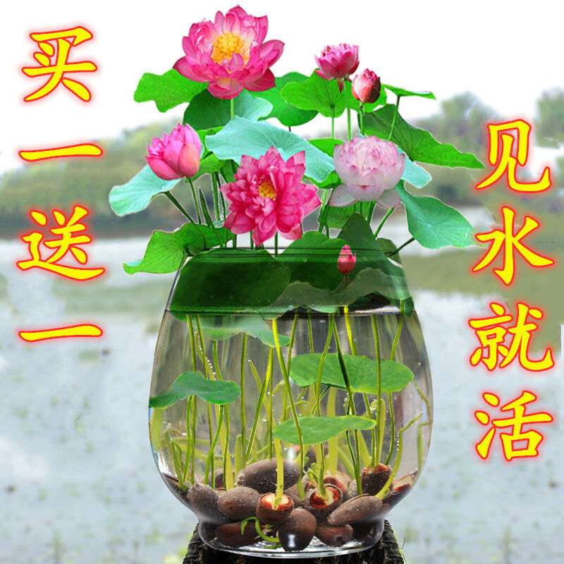 鱼缸装饰水草种子造景养虾淡水植物睡莲水草种籽碗莲荷花养鱼带芽发货10粒 营养液当年开花 图片价格品牌报价 京东