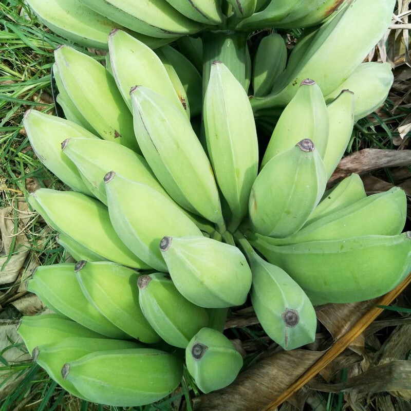 广东新鲜芭蕉香蕉高州大芭蕉酸甜牛角蕉巴焦2.