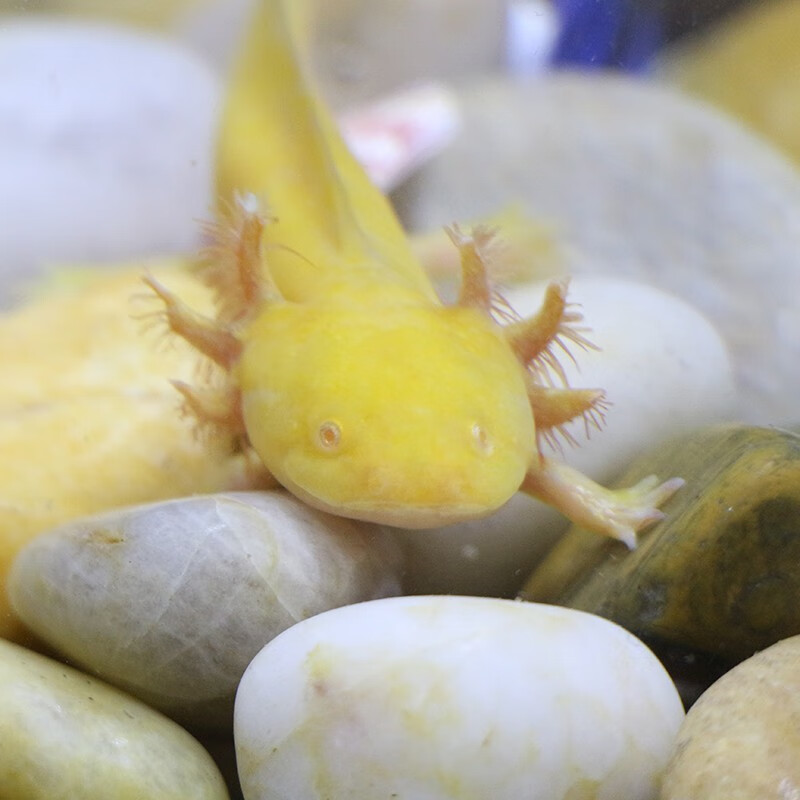 麦叮卡六角恐龙鱼苗宠物冷水观赏鱼淡水鱼黄金龙1条1417cm