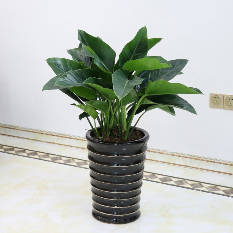 大叶金钻盆栽室内绿植花卉红钻盆栽苗 蔓绿绒吸甲醛z5 50~60厘米左右