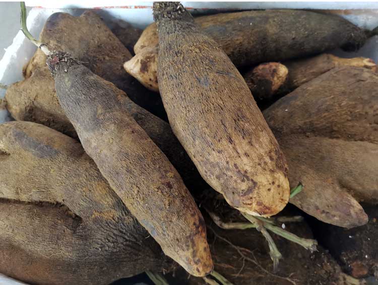 江西脚板薯白色大薯5斤赣南紫山药毛薯农家新鲜蔬菜现挖淮山5斤5斤