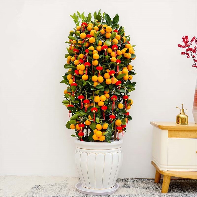 沭之美开业送礼大型绿植金桔盆栽室内植物花卉带果带装饰品春节年宵