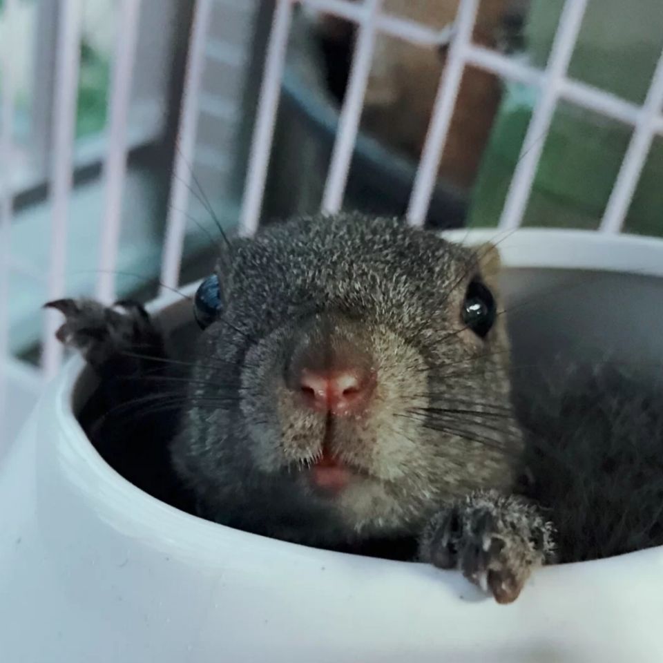 黄山松鼠幼崽 粮食 听话 温顺 粘人 要多乖有多乖【图片 价格 品牌