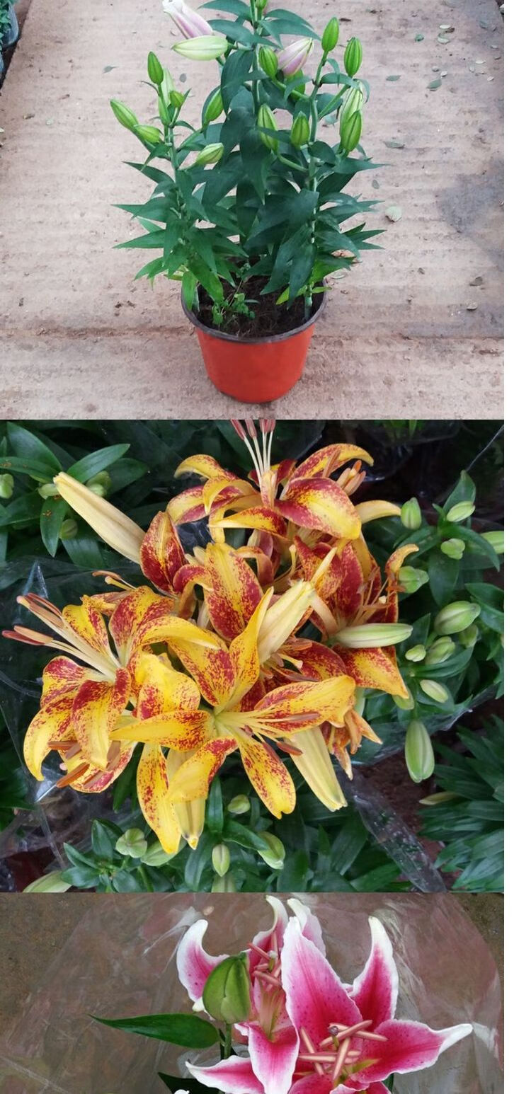 百合花百合花球百合花苗带花发货年宵花卉带花苞香水百合盆栽花卉 不