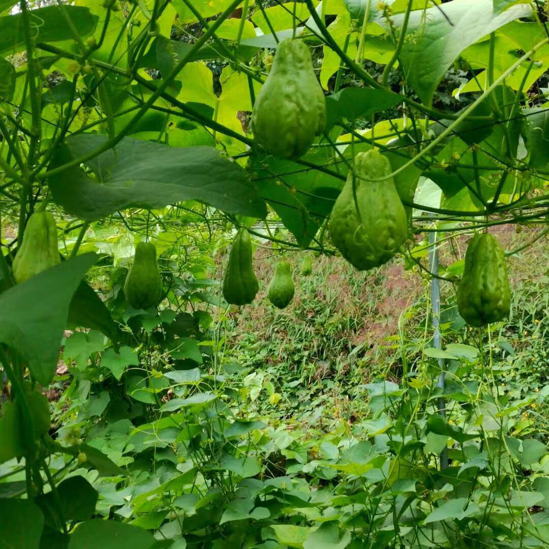 广西新鲜佛手瓜葵瓜农家自种洋瓜福寿瓜青瓜新鲜蔬菜批发29斤装佛手瓜