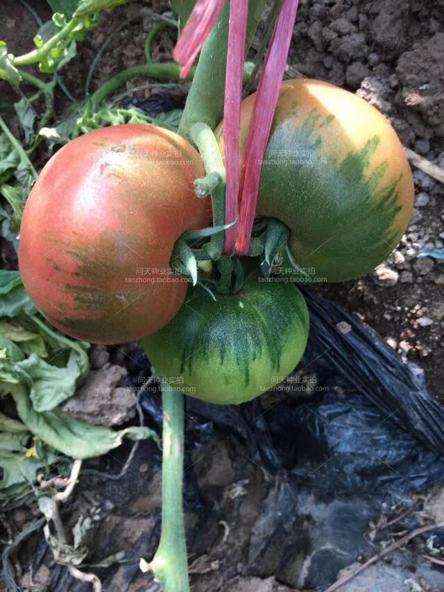 草莓番茄種子番茄苗東北油皮番茄鐵皮柿子水果西紅柿苗蔬菜種子 *草莓