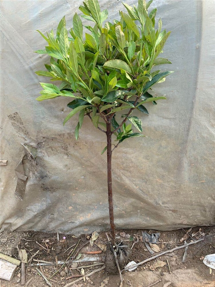 山竹苗正宗山竹树苗泰国进口四季嫁接无核红肉黄肉南北方盆地栽当年