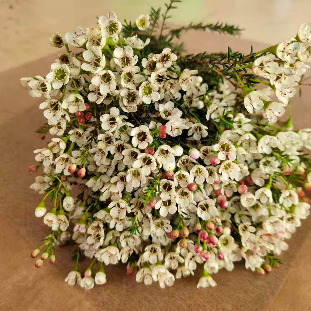 【顺丰】年宵花云南优质澳洲腊梅好养花期长家居办公装饰花束 彩色一