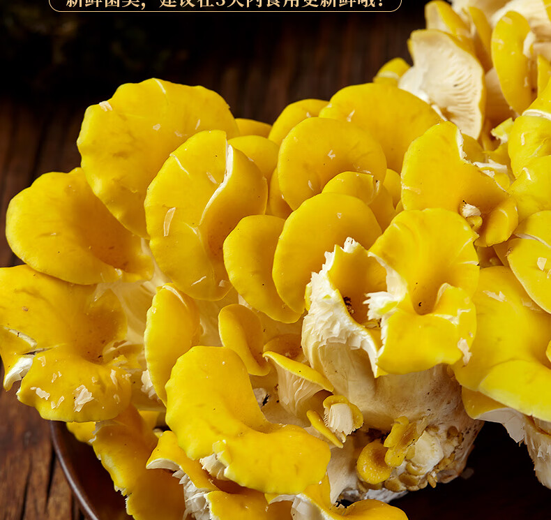 【云南特产馆】新鲜云南菌菇 榆黄蘑鸡油黄菌火锅煲汤食材 菌子蘑菇