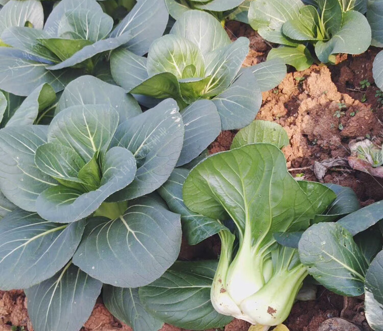 黑油菜种子黑梗青梗菜上海青菜种籽四季播阳台盆栽蔬菜种孑菜籽 黑冠5