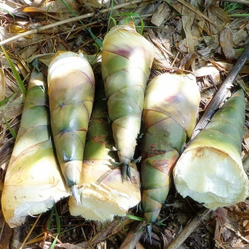 广东揭阳埔田竹笋鲜笋子竹笋嫩笋苦笋25kg